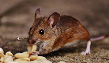 24 Hour & Emergency Exterminators in Milford, KS
